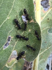 Camponotus modoc