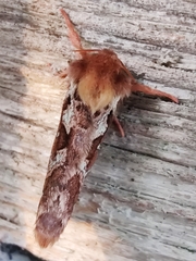 Korscheltellus fusconebulosa