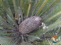 Dioon planifolium