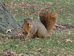 Sciurus niger