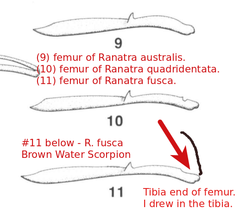 Ranatra fusca
