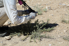 Astragalus kentrophyta elatus