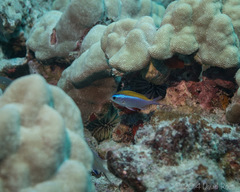 Chromis ovalis