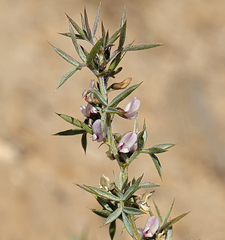 Astragalus kentrophyta elatus