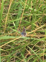 Echinargus isola