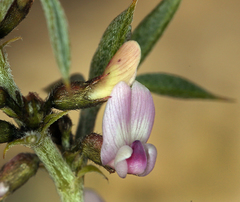 Astragalus kentrophyta elatus