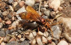 Cryptocheilus annulatus