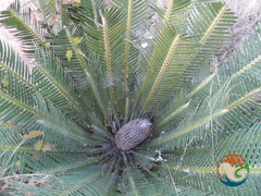 Dioon planifolium