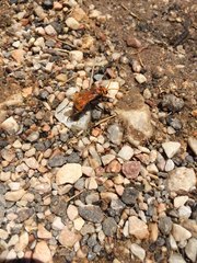 Cryptocheilus annulatus