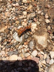 Cryptocheilus annulatus