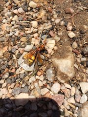 Cryptocheilus annulatus