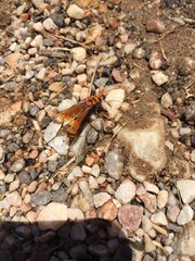 Cryptocheilus annulatus