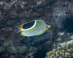 Chaetodon ephippium