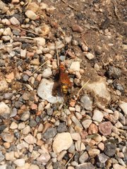 Cryptocheilus annulatus