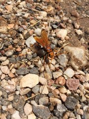 Cryptocheilus annulatus