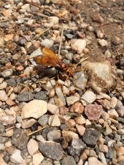 Cryptocheilus annulatus