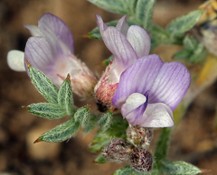 Astragalus kentrophyta tegetarius