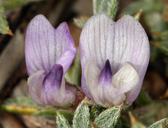 Astragalus kentrophyta tegetarius