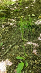 Platanthera chlorantha