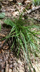 Carex digitata