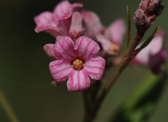 Apocynum venetum
