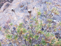 Dolichlasium lagascae