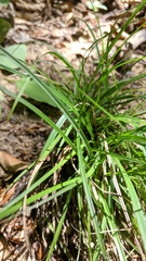 Carex digitata