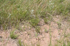 Hesperostipa spartea