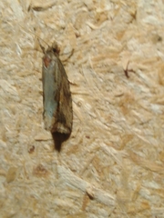Endothenia quadrimaculana