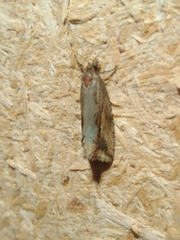Endothenia quadrimaculana