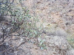 Berberis grevilleana