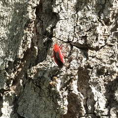 Coccobaphes frontifer