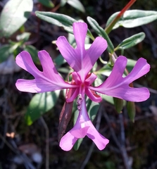 Clarkia concinna
