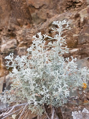 Artemisia mendozana