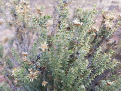 Chuquiraga ruscifolia