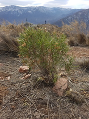 Acanthostyles buniifolius
