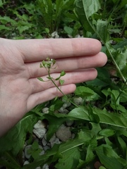 Capsella bursa-pastoris