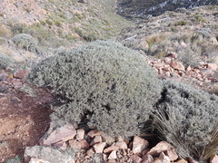 Anarthrophyllum elegans