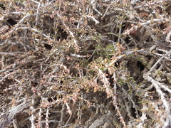 Acantholippia seriphioides