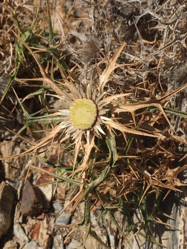 Carlina sitiensis