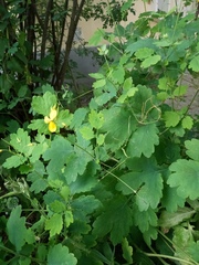 Chelidonium majus