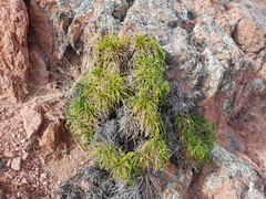 Calceolaria pinifolia
