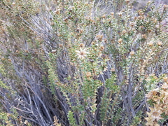 Chuquiraga ruscifolia