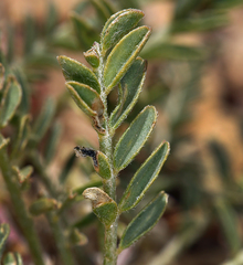 Astragalus lentiginosus semotus