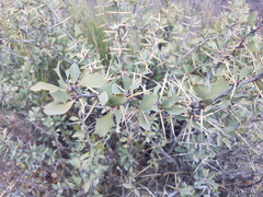 Berberis grevilleana