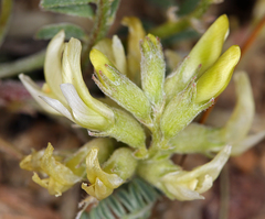 Astragalus lentiginosus semotus