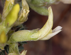 Astragalus lentiginosus semotus