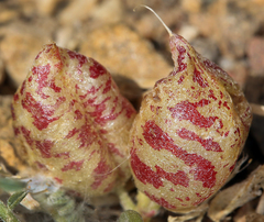 Astragalus lentiginosus semotus
