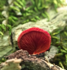 Crepidotus cinnabarinus