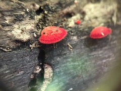 Crepidotus cinnabarinus